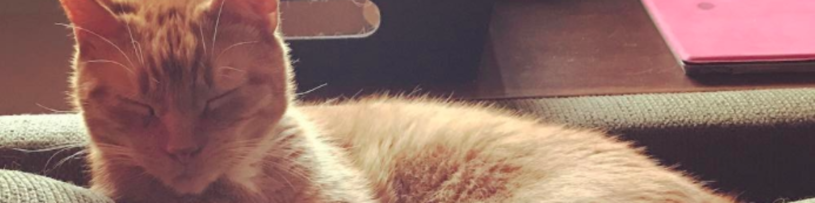 cropped-Pudgie-1-1.png