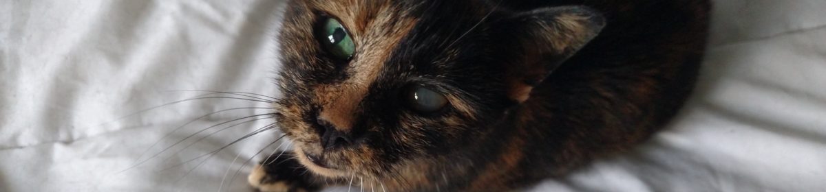 Adoptable Cats