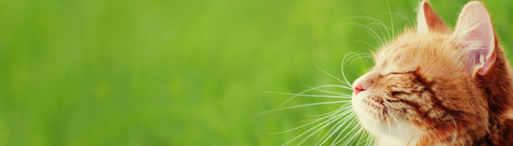 Orange cat looking at green grass