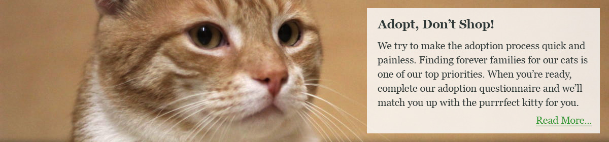Adopt Don't Shop