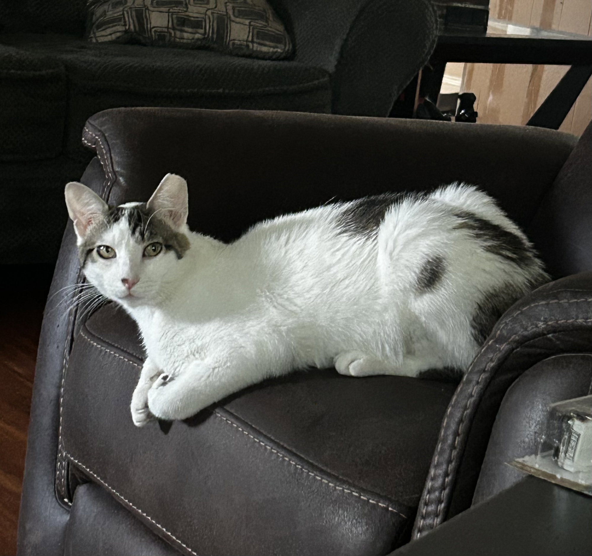 Porkchop, an adoptable cat with Trenton Cats Rescue