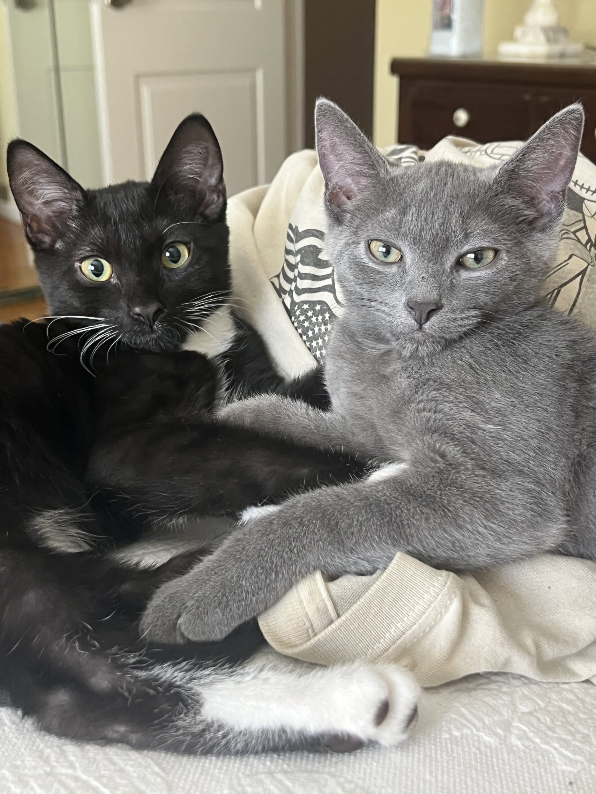 Mocha and Puma, bonded pair adoptable at Trenton Cats Rescue